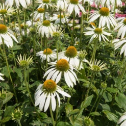 Röd Solhatt 'Alba', 3-pack