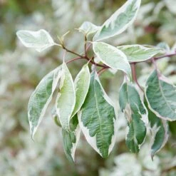 Rysk Kornell Ivory Halo, 3-pack -Garden Supplies Sales 2024 rysk kornell ivory halo 3 2