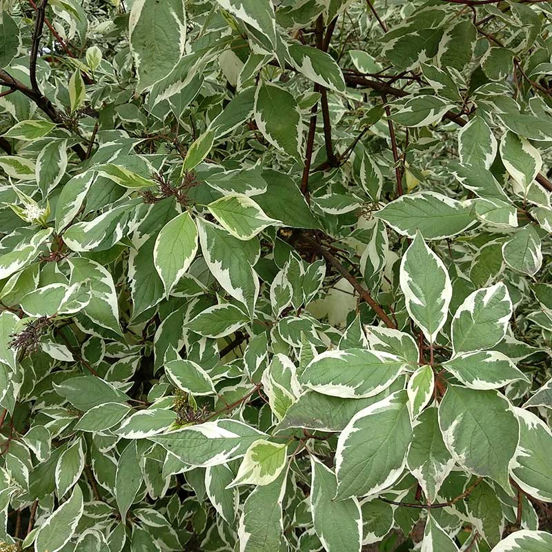 Rysk Kornell Ivory Halo, 10-pack 3 Rysk Kornell Ivory Halo, 10-pack