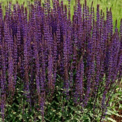 Stäppsalvia 'Caradonna' -Garden Supplies Sales 2024 salvia nemorosa caradonna stappsalvia