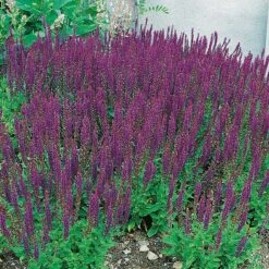 Stäppsalvia 'Ostfriesland' 5 Stäppsalvia 'Ostfriesland' -Garden Supplies Sales 2024 salvia nemorosa ostfrisland stappsalvia