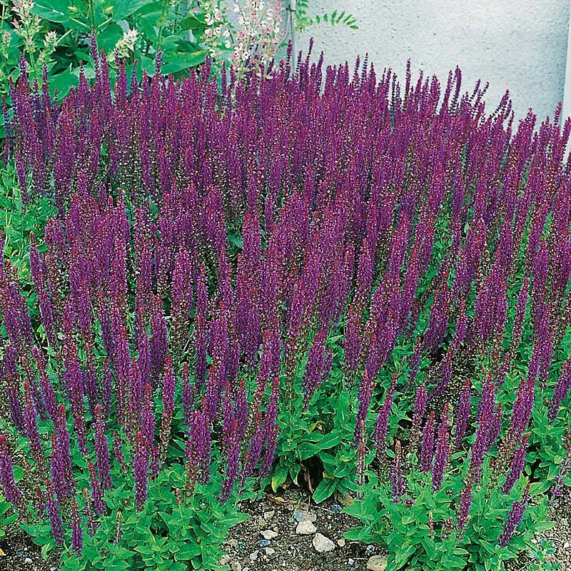 Stäppsalvia 'Ostfriesland' 4 Stäppsalvia 'Ostfriesland' - Image 2