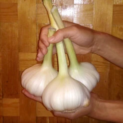 Elefantvitlök, Sättvitlök -Garden Supplies Sales 2024 sattvitlok elefantvitlok