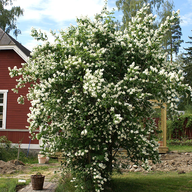 Doftschersmin 'Finn' 3 Doftschersmin 'Finn'