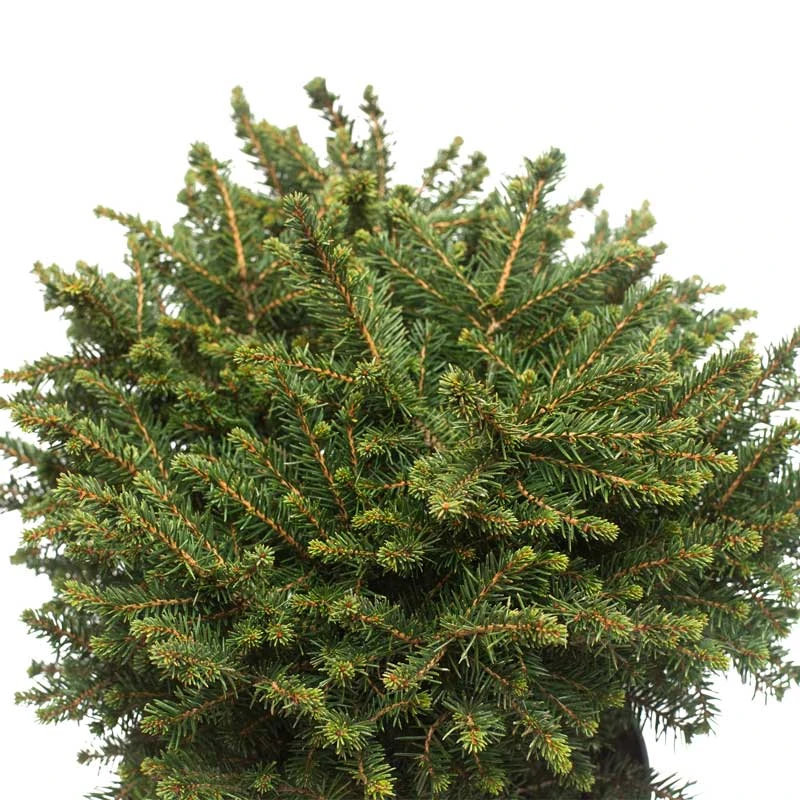 Serbisk Dvärggran 'Karel', 10-pack 4 Serbisk Dvärggran 'Karel', 10-pack - Image 2