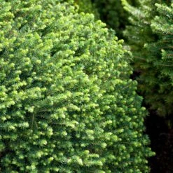 Serbisk Dvärggran 'Karel', 5-pack -Garden Supplies Sales 2024 serbisk dvarggran karel 2