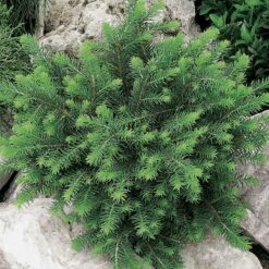 Serbisk Dvärggran 'Karel', 1-pack