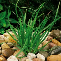 Vårälväxing, 6-pack