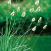 Glansälväxing, 3-pack -Garden Supplies Sales 2024 sesleria nitida glans alvaxing