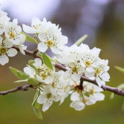 Silverpäron 'Pendula', 80-90 Cm -Garden Supplies Sales 2024 silverparon pendula 80 90cm blomma