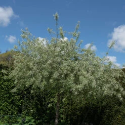 Silverpäron 'Pendula', 80-90 Cm -Garden Supplies Sales 2024 silverparon pendula 80 90cm fullvuxen