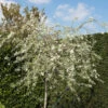 SilverpÀron, Pyrus Salcifolia, 'Pendula', 100-120 Cm 2 SilverpÀron, Pyrus Salcifolia, 'Pendula', 100-120 Cm -Garden Supplies Sales 2024 silverparon pyrus salcifolia pendula tradgard