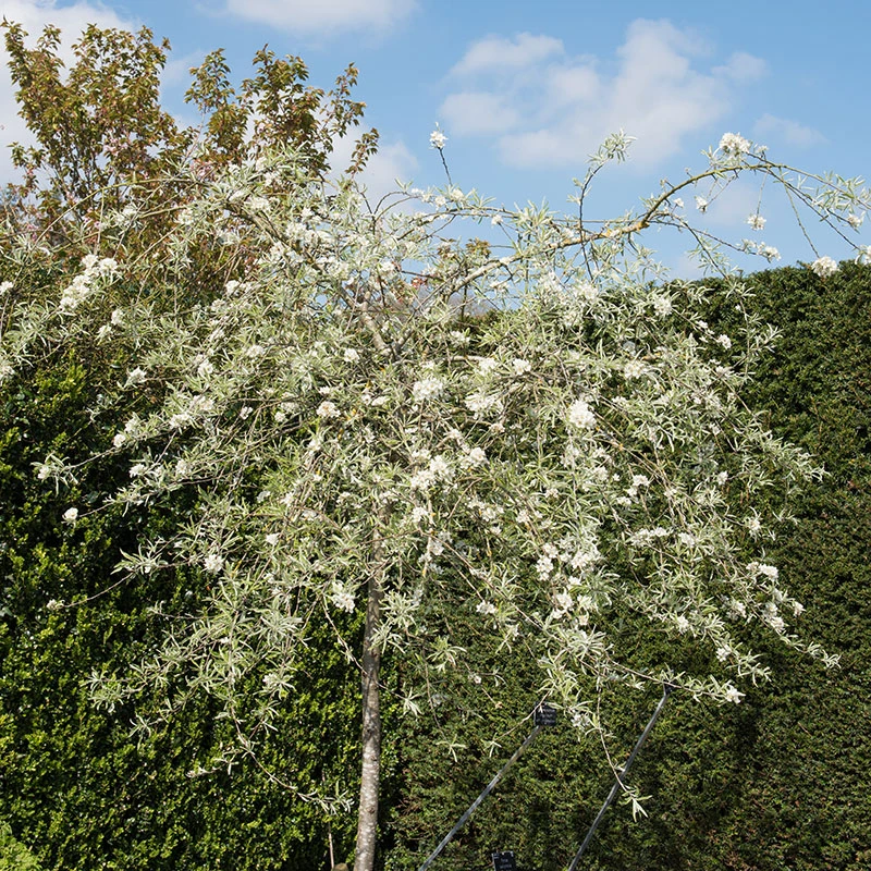 Silverpäron, Pyrus Salcifolia, 'Pendula', 100-120 Cm 3 Silverpäron, Pyrus Salcifolia, 'Pendula', 100-120 Cm