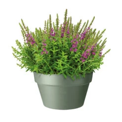 Gazebo Parts Direct Sales Store -Garden Supplies Sales 2024 skal loft urban 35x20 cm gron blomma