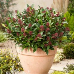 Vinterbär 'Rubella'