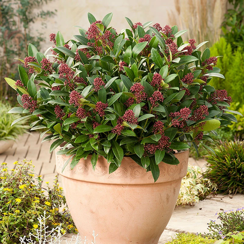 Vinterbär 'Rubella' 3 Vinterbär 'Rubella'