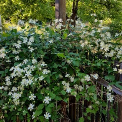 Skogsklematis 7 Skogsklematis -Garden Supplies Sales 2024 skogsklematis