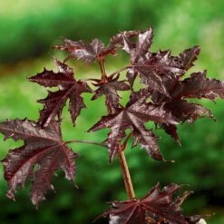 Skogslönn 'Crimson Sentry' -Garden Supplies Sales 2024 skogslonn crimson sentry 2