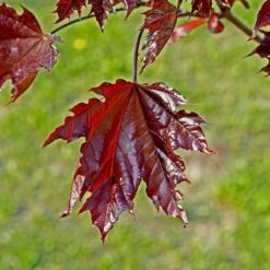 Skogslönn 'Crimson Sentry' -Garden Supplies Sales 2024 skogslonn crimson sentry 3