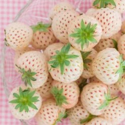 Smultron 'Snövit' 10-pack 5 Smultron 'Snövit' 10-pack -Garden Supplies Sales 2024 skord av smultron snovit om