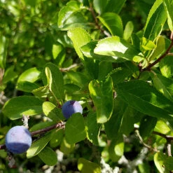 Slån 50-80 Cm, 100-pack -Garden Supplies Sales 2024 slan prunus spinosa