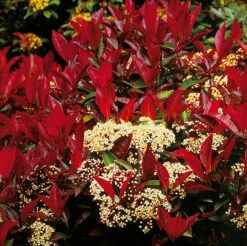 Slånaronia 'Viking'