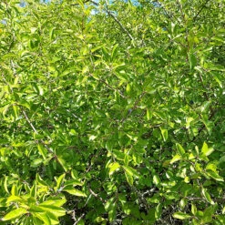 Slån 50-80 Cm, 100-pack -Garden Supplies Sales 2024 slanhack