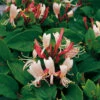 Slingertry 'Red World' 1 Slingertry 'Red World' -Garden Supplies Sales 2024 slingerty lonicera japonica red world