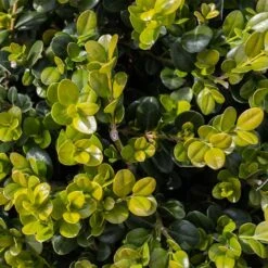 Småbladig Buxbom 'Faulkner' -Garden Supplies Sales 2024 smabladig buxbom buxus microphylla faulkner 1