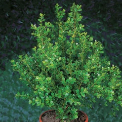 SmÄbladig Buxbom 'Faulkner'