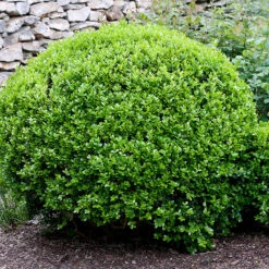 Småbladig Buxbom 'Faulkner' 35-40cm