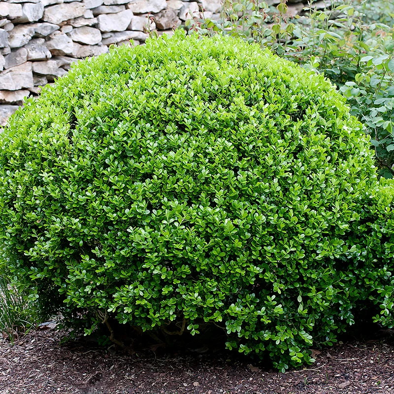 Småbladig Buxbom 'Faulkner' 35-40cm 3 Småbladig Buxbom 'Faulkner' 35-40cm