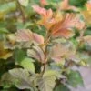 Smällspirea 'Amber Jubilee', 5-pack -Garden Supplies Sales 2024 smallspirea amber jubilee 1
