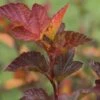 SmÀllspirea 'Little Angel', 3-pack 2 SmÀllspirea 'Little Angel', 3-pack -Garden Supplies Sales 2024 smallspirea little angel 1