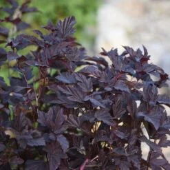 Smällspirea 'Little Angel', 5-pack 7 Smällspirea 'Little Angel', 5-pack -Garden Supplies Sales 2024 smallspirea little angel 3