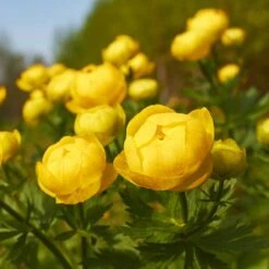 Smörboll, 6-pack -Garden Supplies Sales 2024 smorboll 3