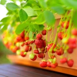 Smulgubbe 'Rebecka', 10-pack 5 Smulgubbe 'Rebecka', 10-pack -Garden Supplies Sales 2024 smulgubbe rebecka i kruka om