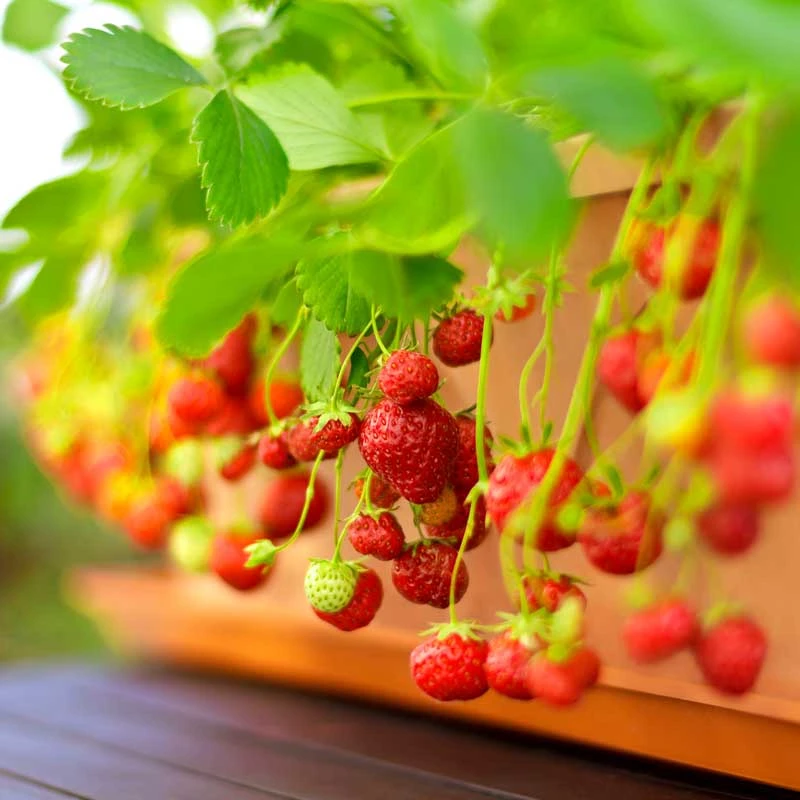 Smulgubbe 'Rebecka', 10-pack 4 Smulgubbe 'Rebecka', 10-pack - Image 2