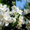 Smultronschersmin 30-50 Cm, 100-pack 2 Smultronschersmin 30-50 Cm, 100-pack -Garden Supplies Sales 2024 smultronschersmin philadelphus mont blanc 2