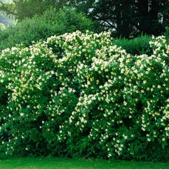 Smultronschersmin 30-50 Cm, 10-pack -Garden Supplies Sales 2024 smultronschersmin planterad som hack 1