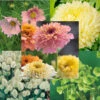 Snittblomsmix, Pastell 2 Snittblomsmix, Pastell -Garden Supplies Sales 2024 snittblomsmix pastell