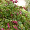Snöbär 'Magic Berry' -Garden Supplies Sales 2024 snobar symphoricarpos door magic berry
