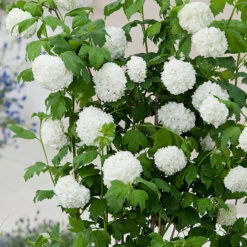 Snöbollsbuske 'Roseum' -Garden Supplies Sales 2024 snobollsbuske viburnum opulus roseum