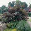 Blodhassel 'Purpurea' -Garden Supplies Sales 2024 solitar buske blodhassel