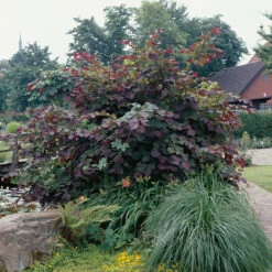 Blodhassel 'Purpurea'