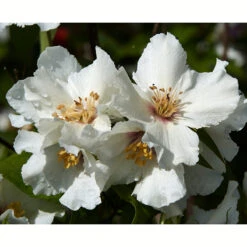 Brokschersmin 'Belle Étoile' 7 Brokschersmin 'Belle Étoile' -Garden Supplies Sales 2024 solitar buske brokschersmin belle etoile 1