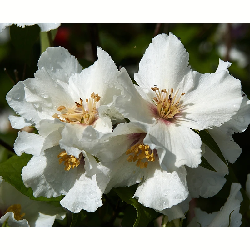 Brokschersmin 'Belle Étoile' 5 Brokschersmin 'Belle Étoile' - Image 3