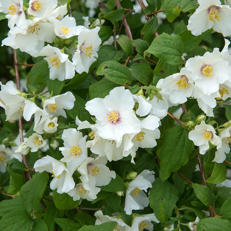 Brokschersmin 'Belle Étoile' 4 Brokschersmin 'Belle Étoile' - Image 2