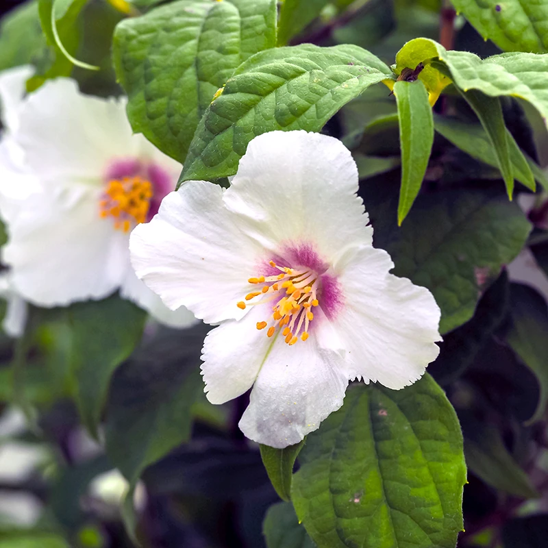 Brokschersmin 'Belle Étoile' 3 Brokschersmin 'Belle Étoile'