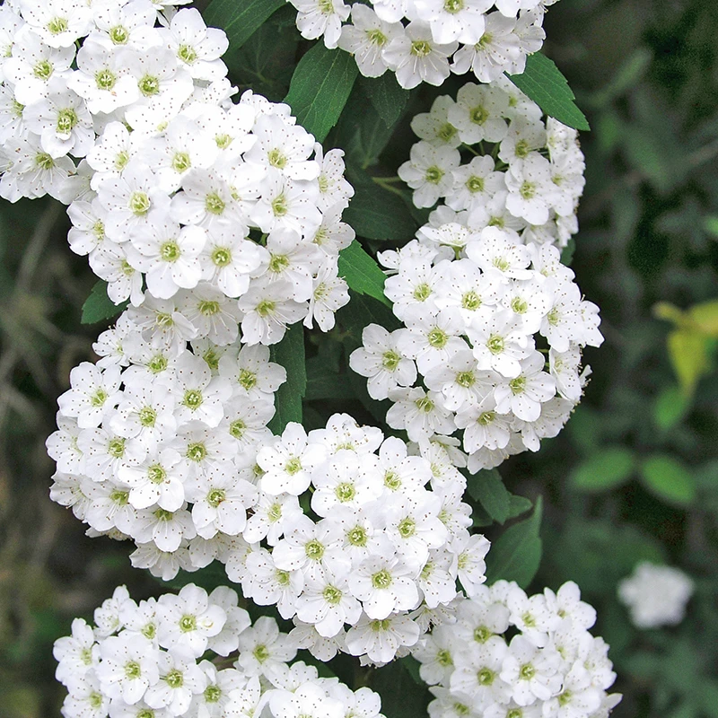 Bukettspirea 3 Bukettspirea
